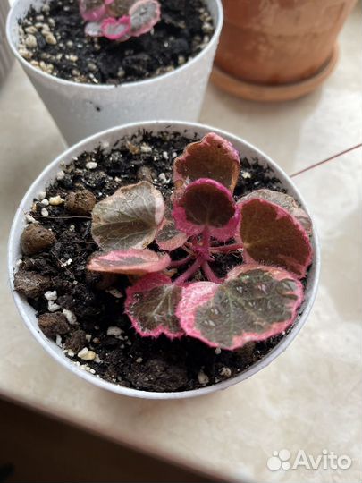 Камнеломка трехцветная