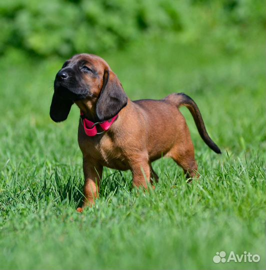 Баварская Горная Гончая красотка