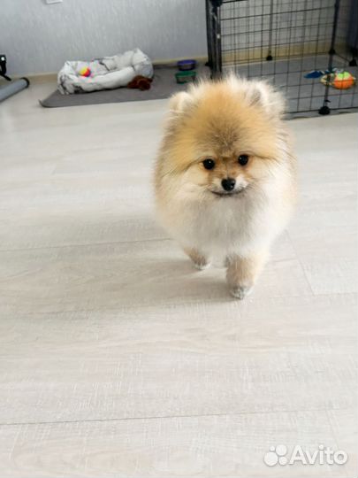 Померанский шпиц