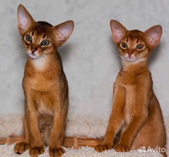 Абиссинские котята