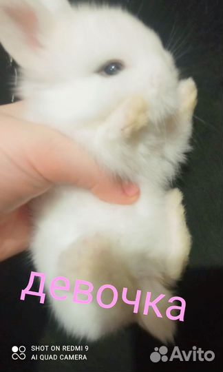 Декоративные кролики