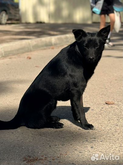 Стерилизованная собачка в добрые руки