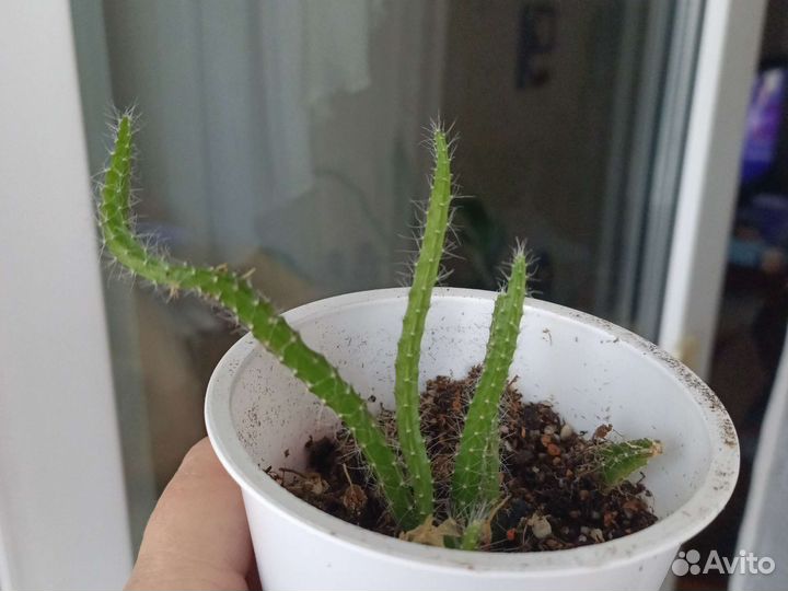 Комнатные цветы