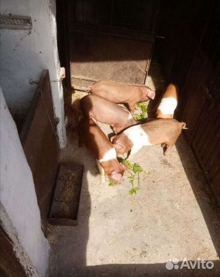 Кабанчик дюрок на племя