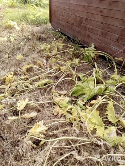 Уничтожение борщевика