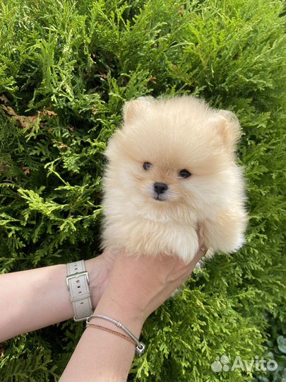 Померанский шпиц