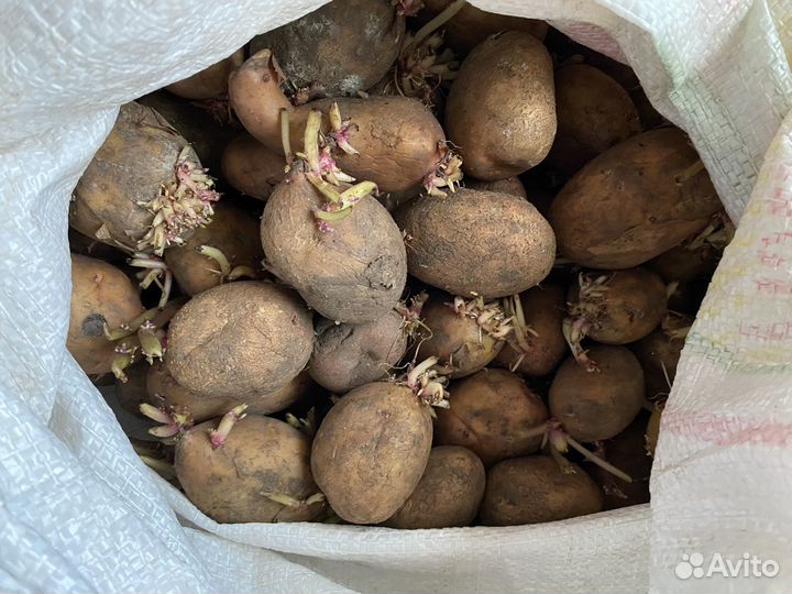 Продам картофель домашний