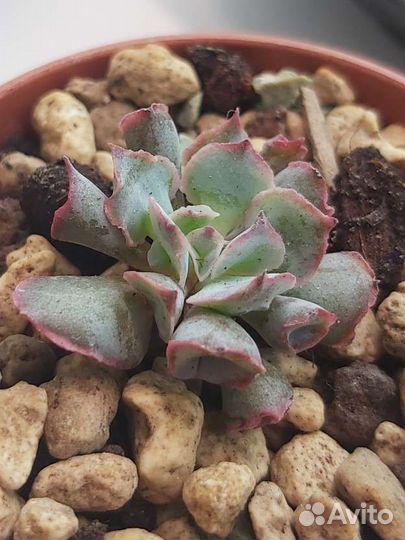 Суккуленты