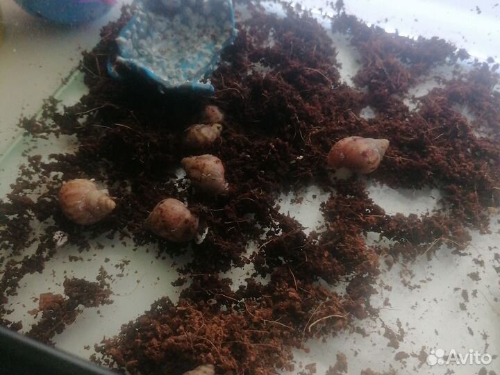 Улитки ахатины