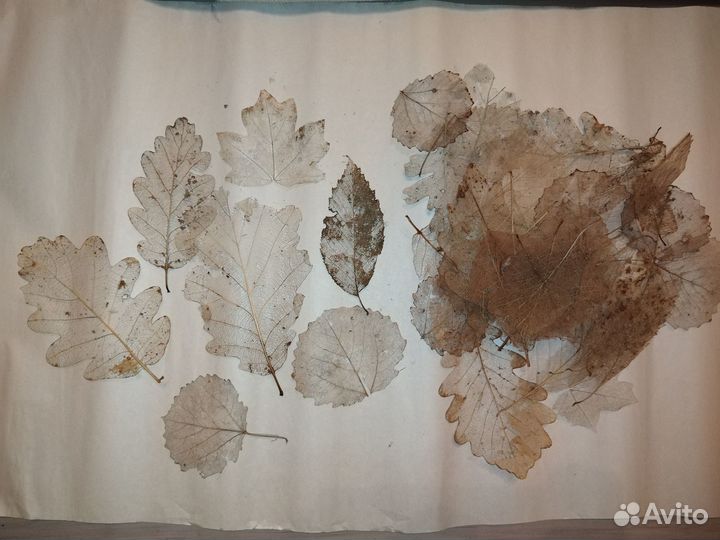 Скелетированные листья (материалы для творчества)