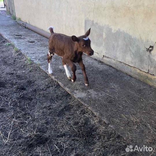 Телка акширская