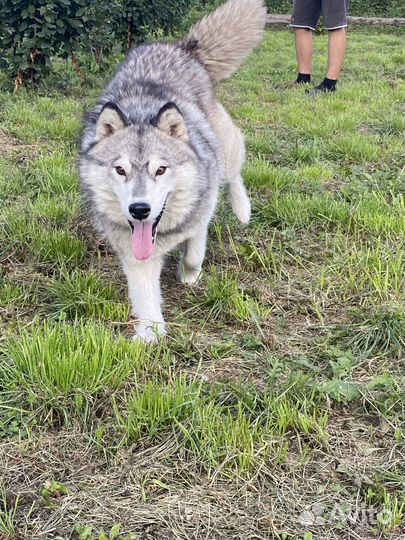 Продам хаски девочка