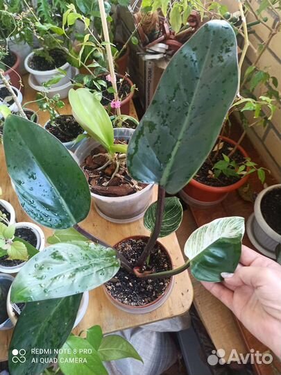 Филодендроны #2