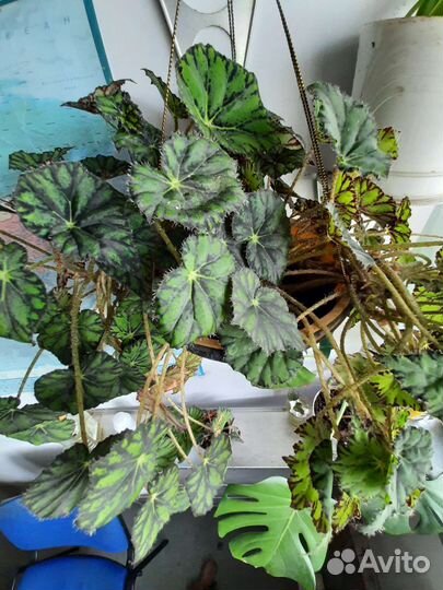 Бегония, китайская роза, толстянка