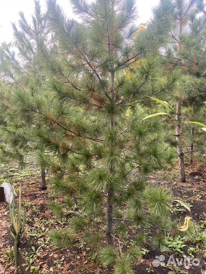 Саженцы сибирского кедра