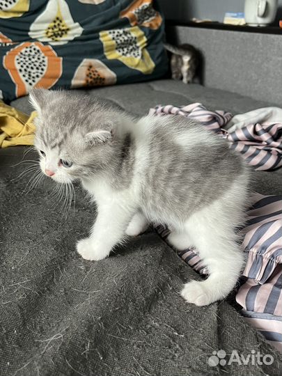 Котята британец шотландцы