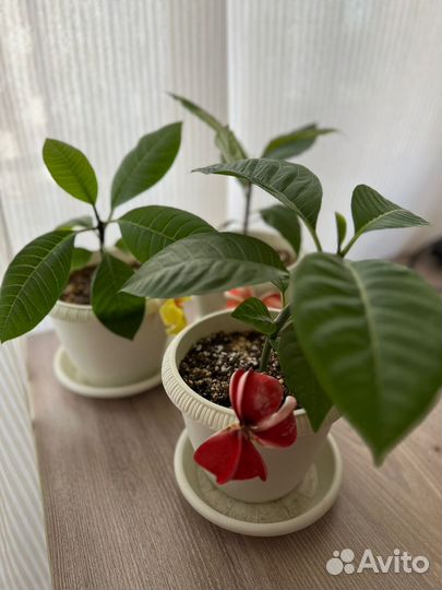 Плюмерия (саженцы)