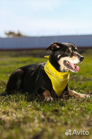 Собака одиноко ждет в приюте