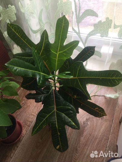 Кодиеум кротон