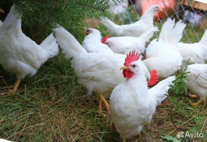 Куры молодки несушки в возрасте 4 месяца