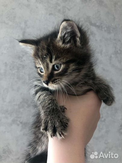 Кошка в дар бесплатно