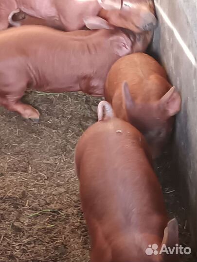Поросята дюрок