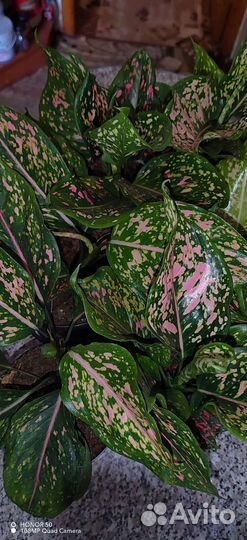 Аглаонема Пинк Леопард