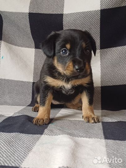 Щенки щенок