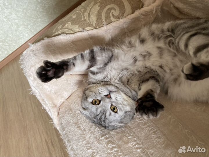 Шотландский кот вязка
