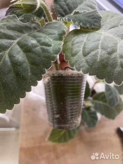 Детки глоксинии