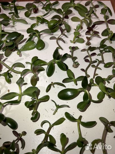 Черенки - Крассула Овата Денежное дерево Толстянка
