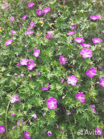 Многолетники для сада цветы