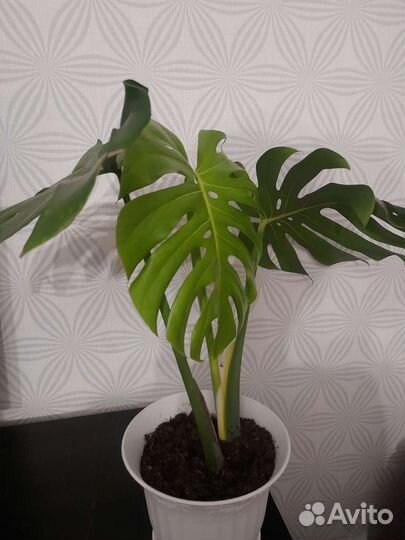 Монстера молодое растение