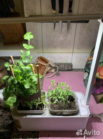 Станция для выращивания зелени, рассады