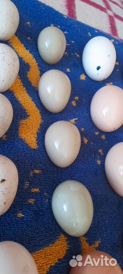 Инкубационное яйцо Кеклика и Румынского фазана