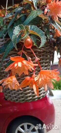 Бегония белекония