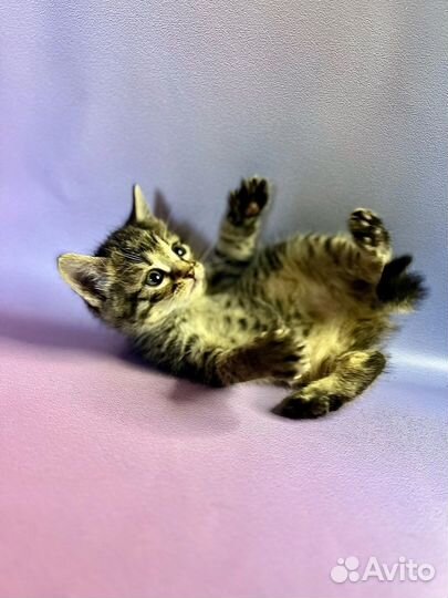 Котята девочки в добрые руки