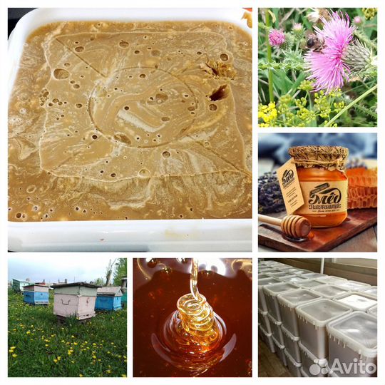 Мед с Алтая