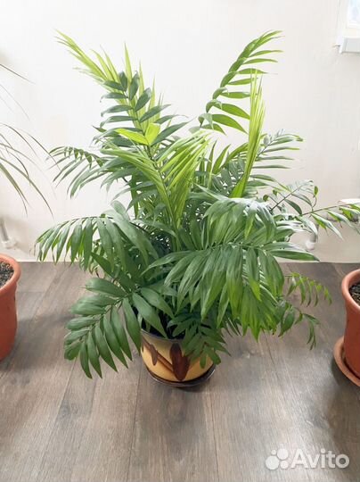 Хамедорея элеганс