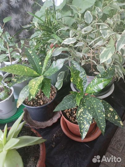 Комнатные цветы