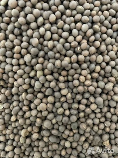 Семена вики яровой