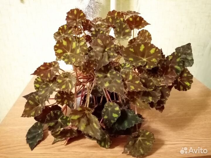 Бегония тигровая