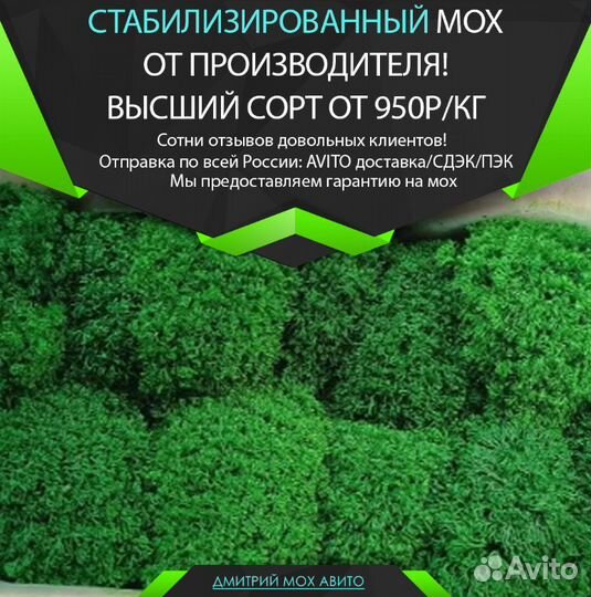 Стабилизированный мох ягель на стену