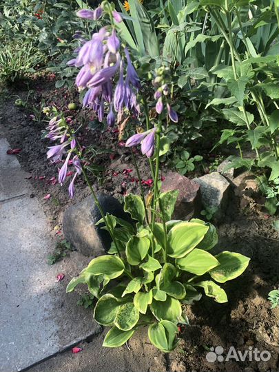 Хоста бордюрная, миниатюрная. Куст