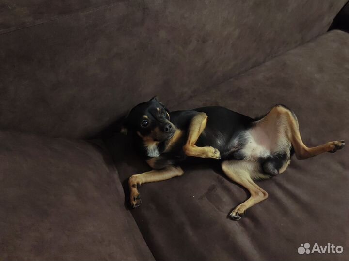 Вязка собак той-терьер