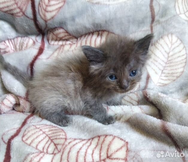Котятки