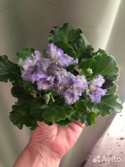 Фиалка сортовая, ав - Лягушонок (Фиалковод)