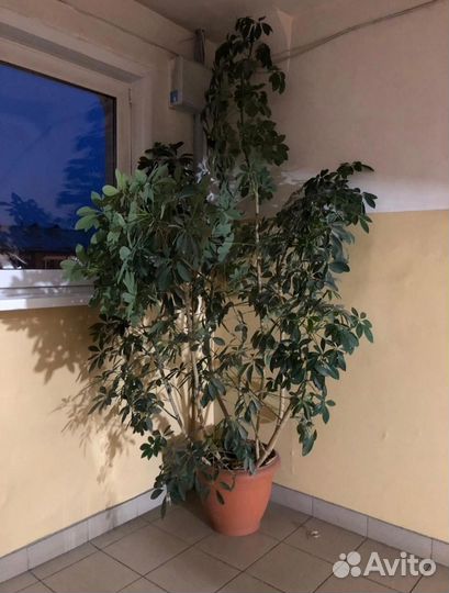 Комнатные цветы шефлера