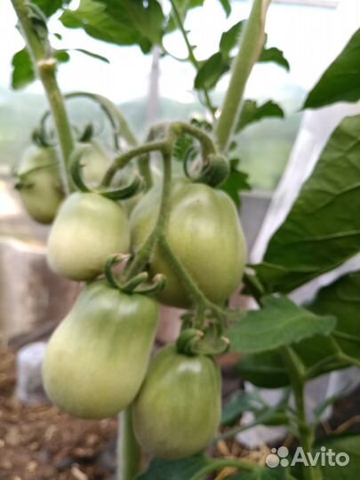 Семена сотовых томатов и перцев