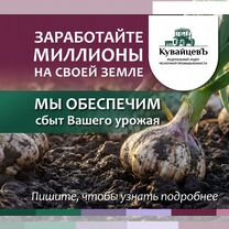 Готовый бизнес: выращивание чеснока. Франшиза, Биракан